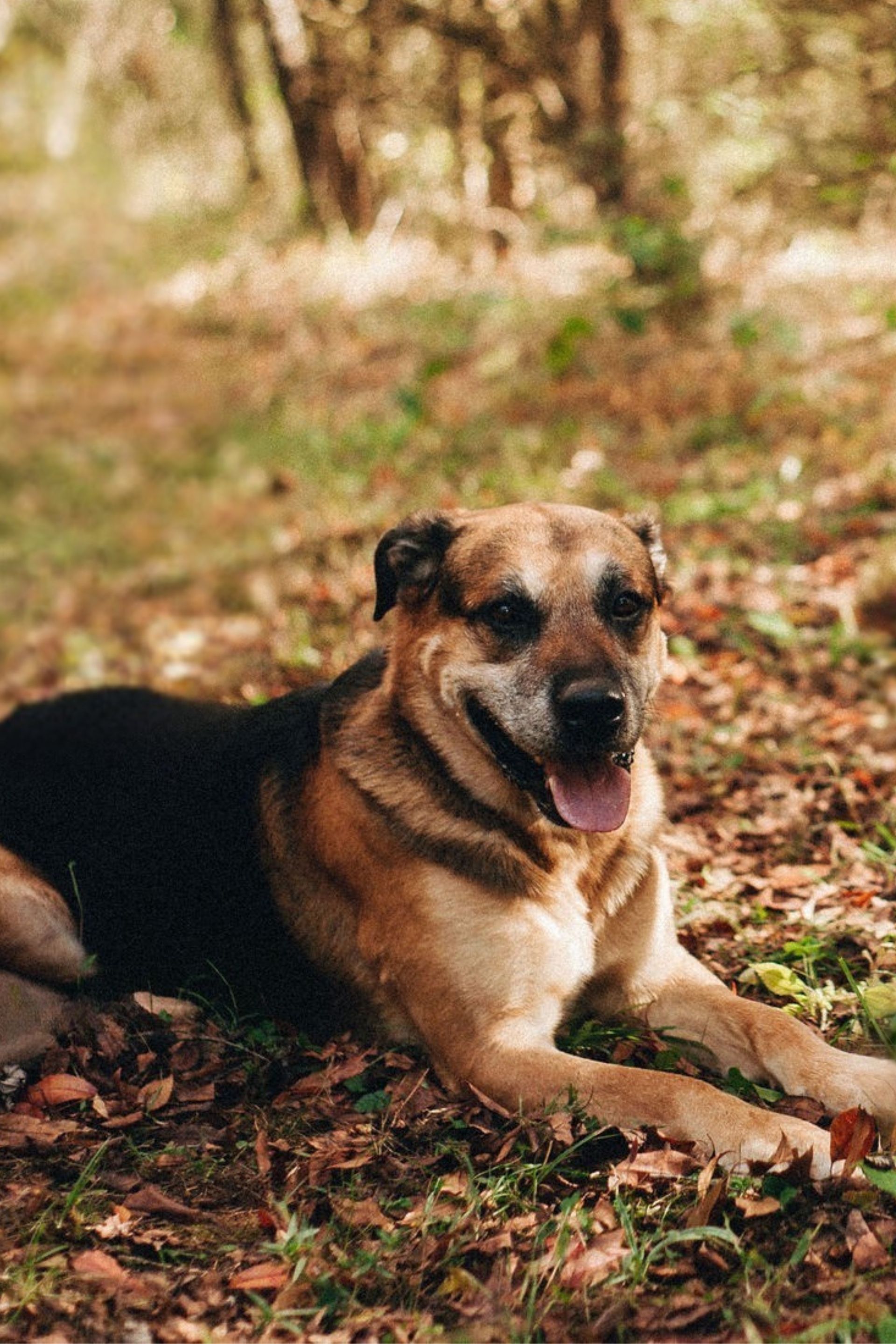 Dog with black and tan fur, lying down in a wooded area with fallen leaves.