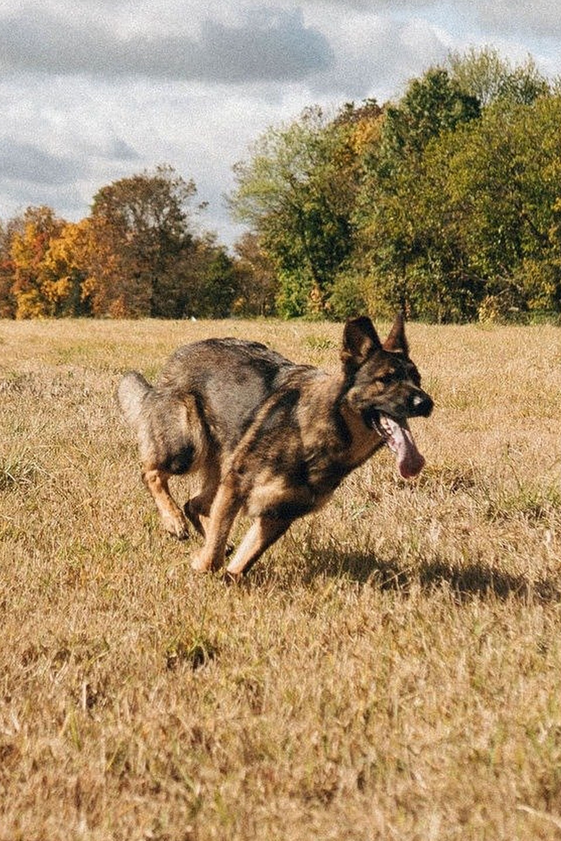 German Shepherd dog running with tongue out in a field of brown grass, trees in the background.
