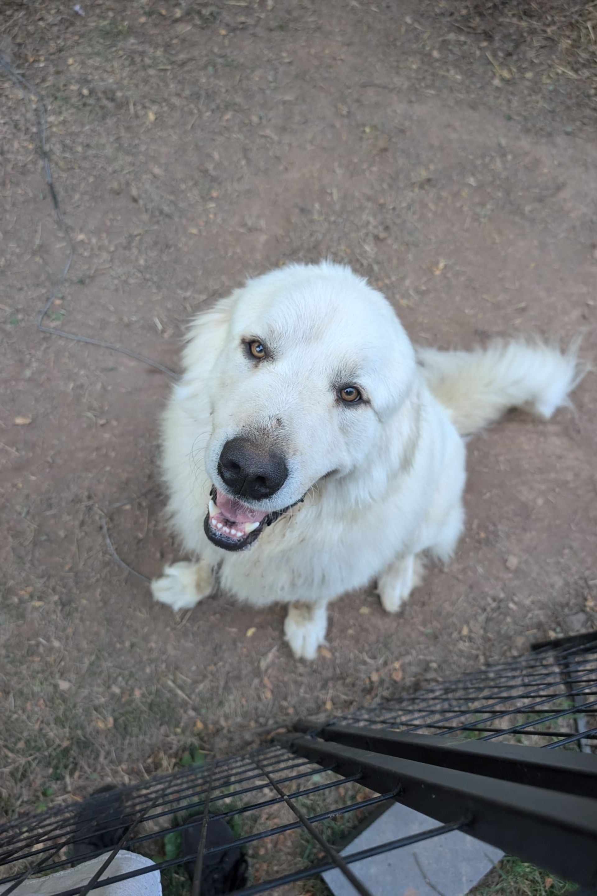 White dog with a smiling expression looking up, sitting on dirt.