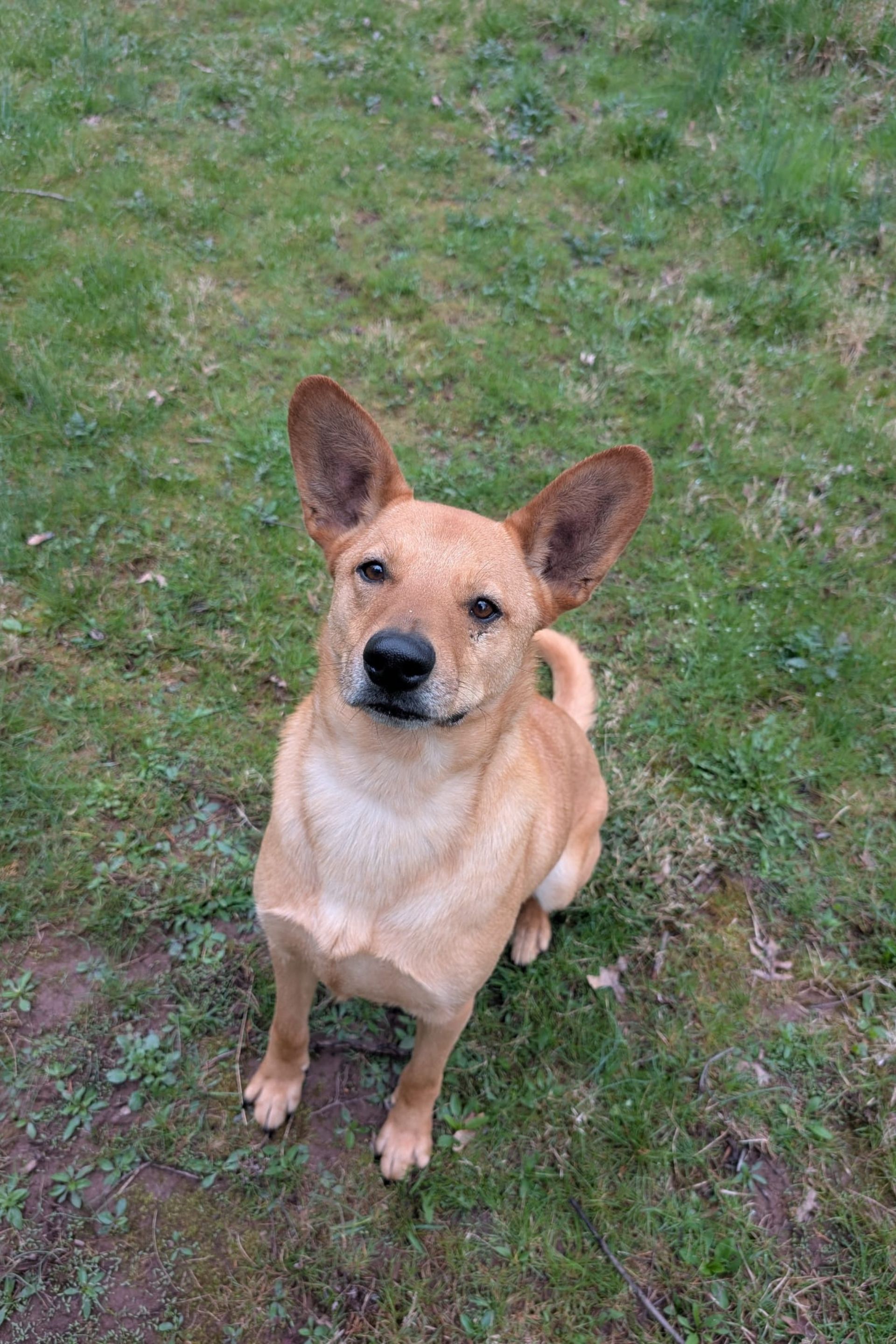 Tan dog with large ears sitting on green grass, looking up.