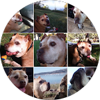 Collage of a tan-colored dog with various expressions, outdoors and in a car.
