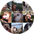 Collage of a tan and white dog in various outdoor settings, showing playful expressions.