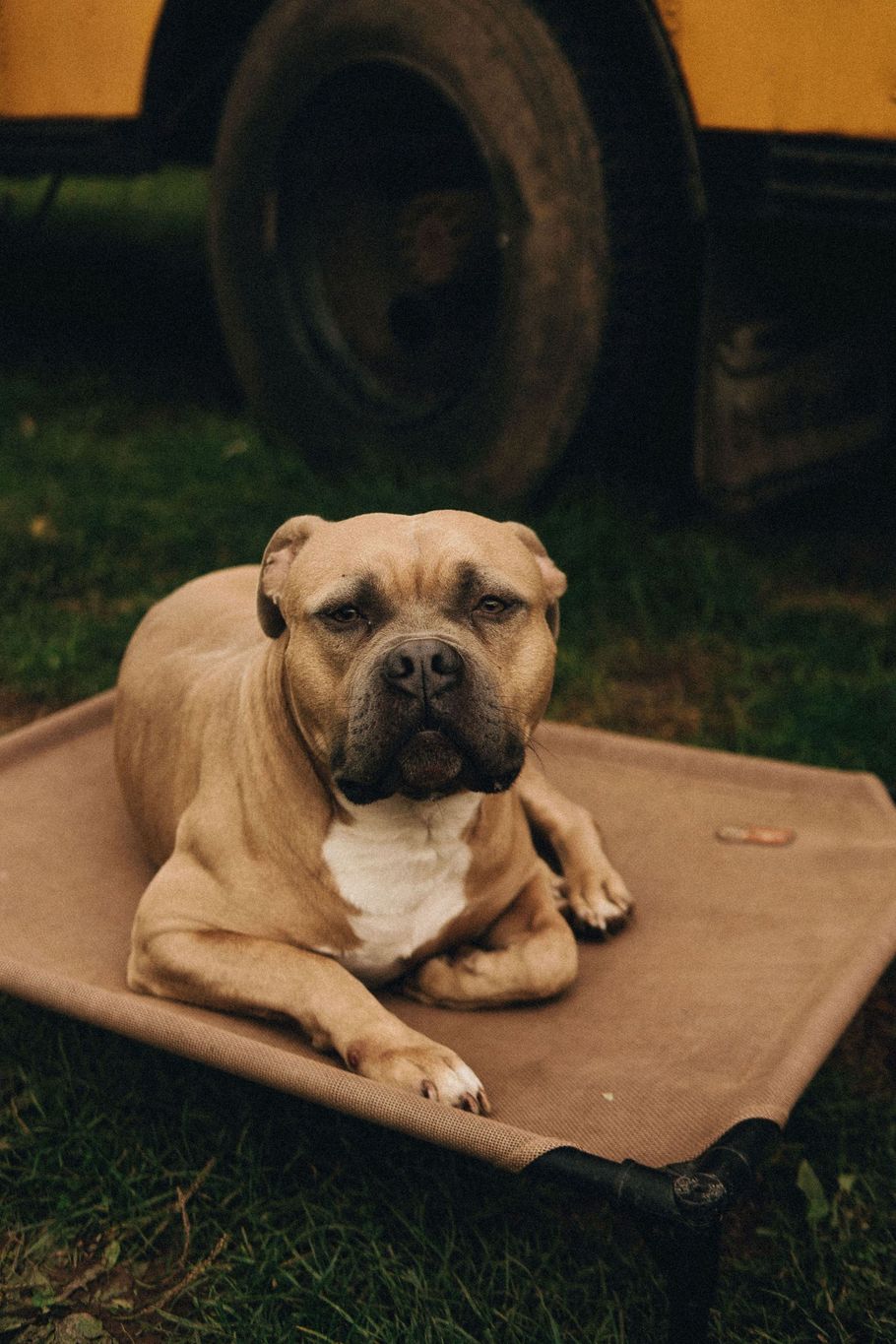 Tan dog with white chest rests on a brown mat, in front of a yellow vehicle's tire.