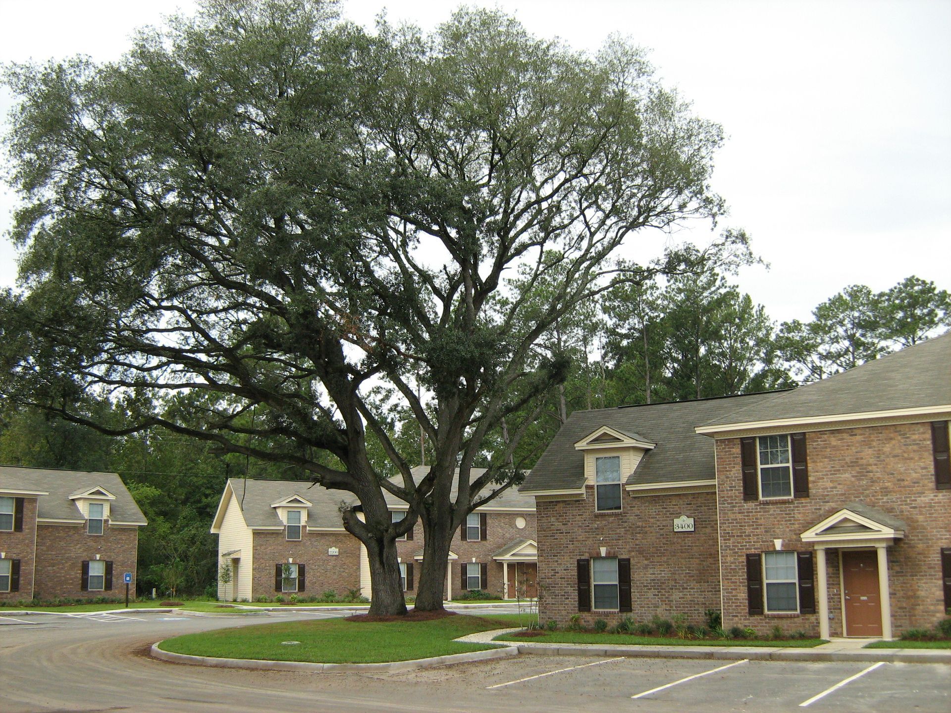 A row of brick houses with a large tree in front of them