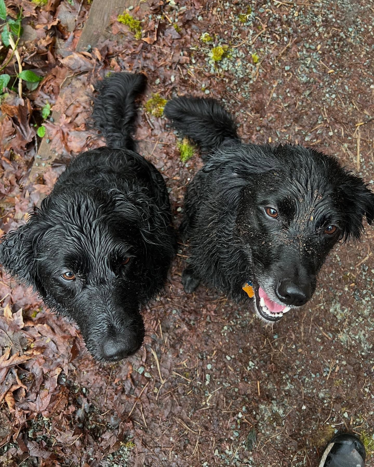 Two wet, black dogs looking up, on a brown path, with open mouths and happy expressions.