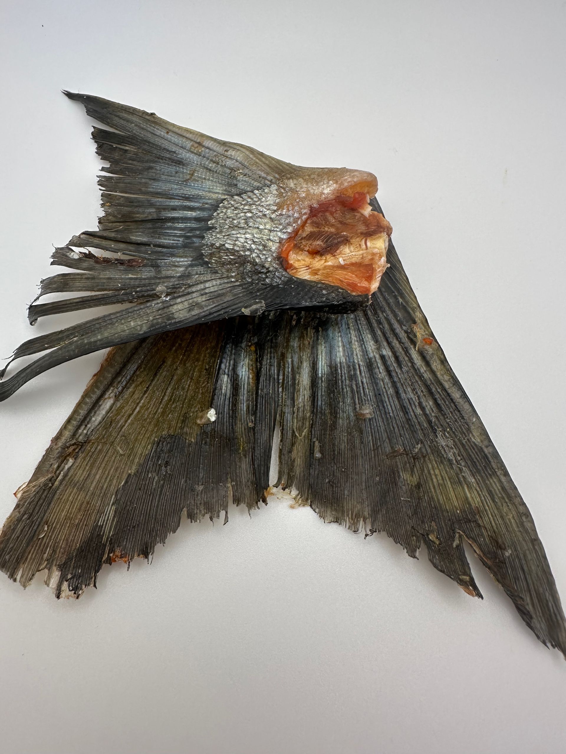 Salmon Tails Treats