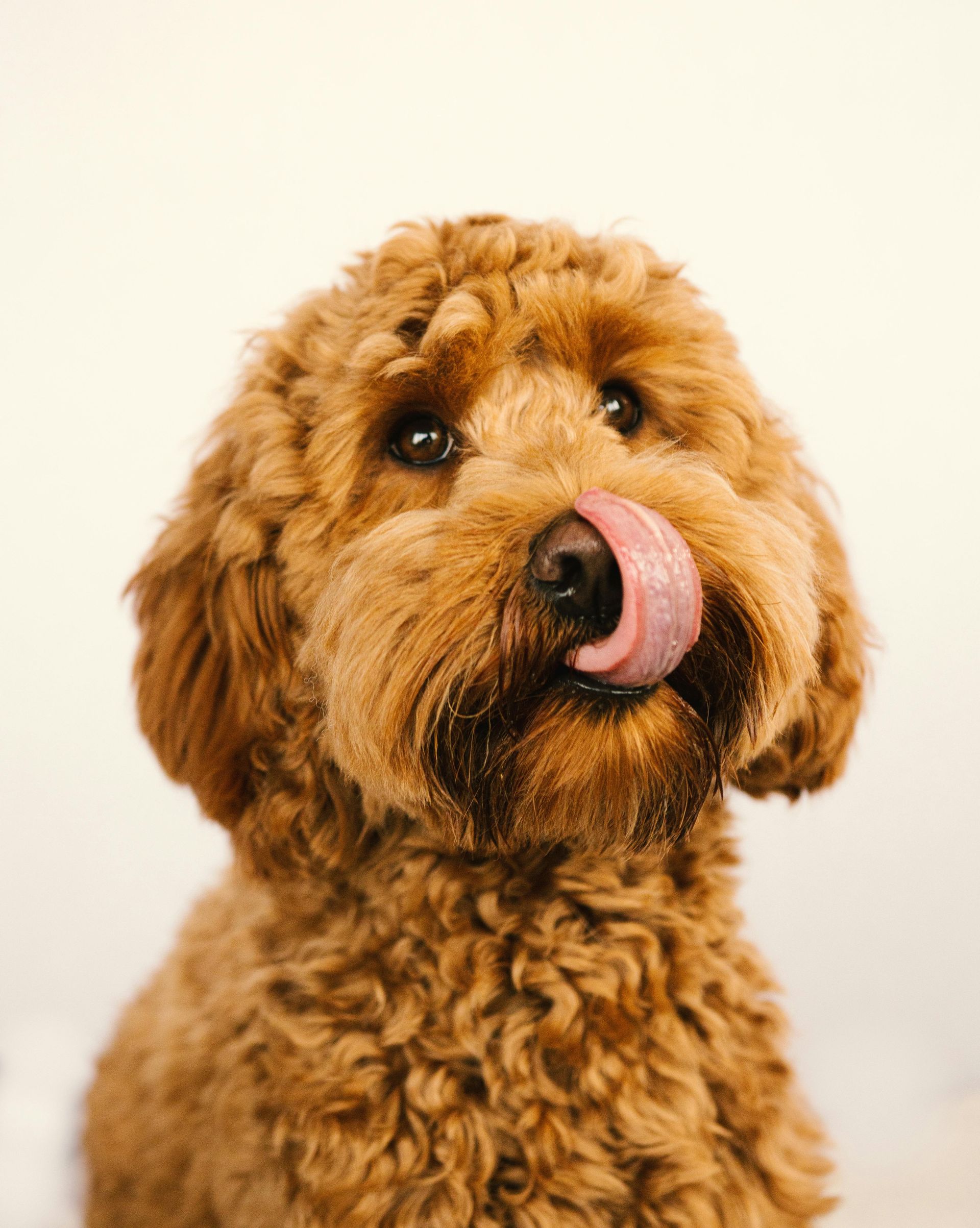 Goldendoodle with curly brown fur licking its pink tongue, against a cream background.