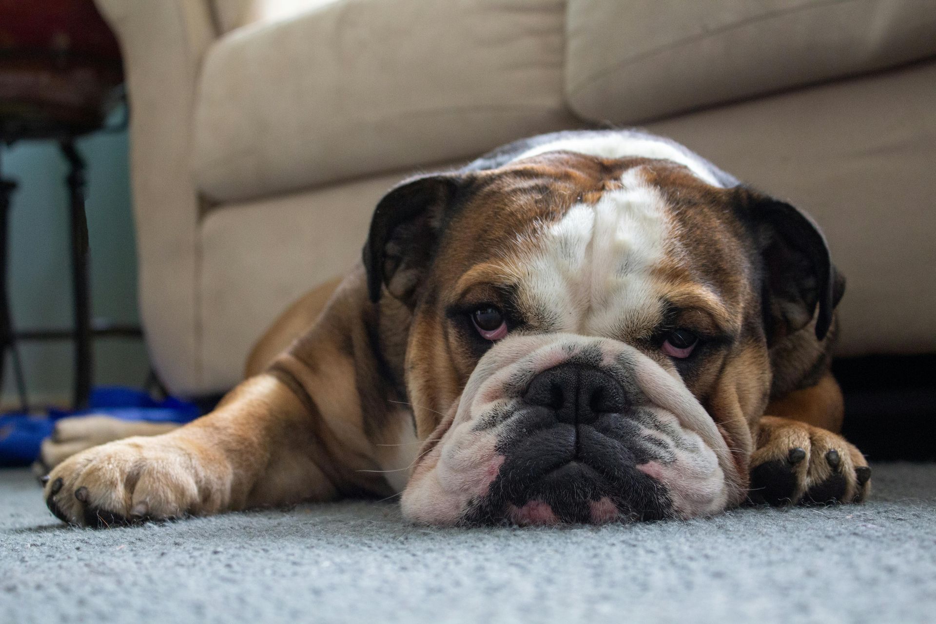 English bulldog lying down with a sad expression on a blue carpet near a beige sofa.