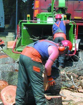 tree-surgeons-hove-beechwood-tree-specialists-tree-felling