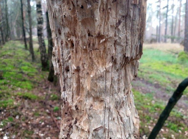 agrile du frene arbre