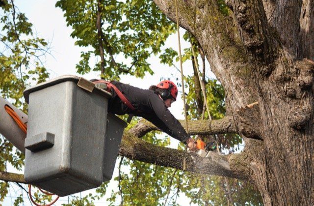 abattage d'arbre à terrebonne