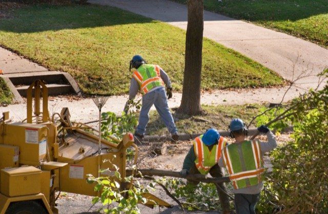 tree removal laval