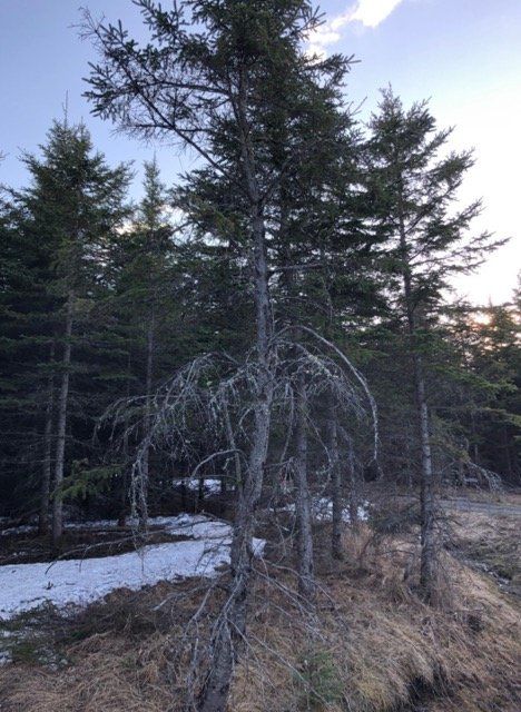 detection maladie arbre