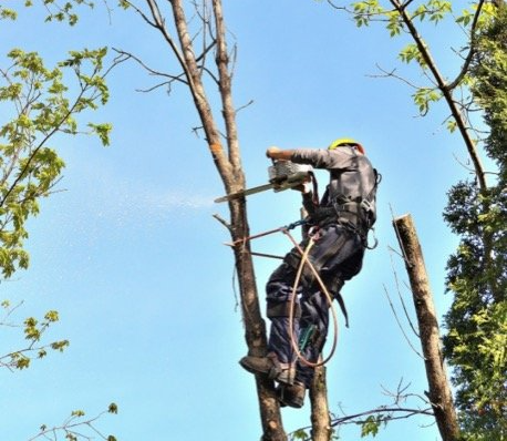 tree pruning laval