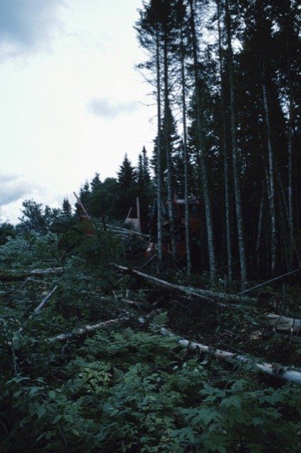 Émondeur Laval Arbricole photo 2