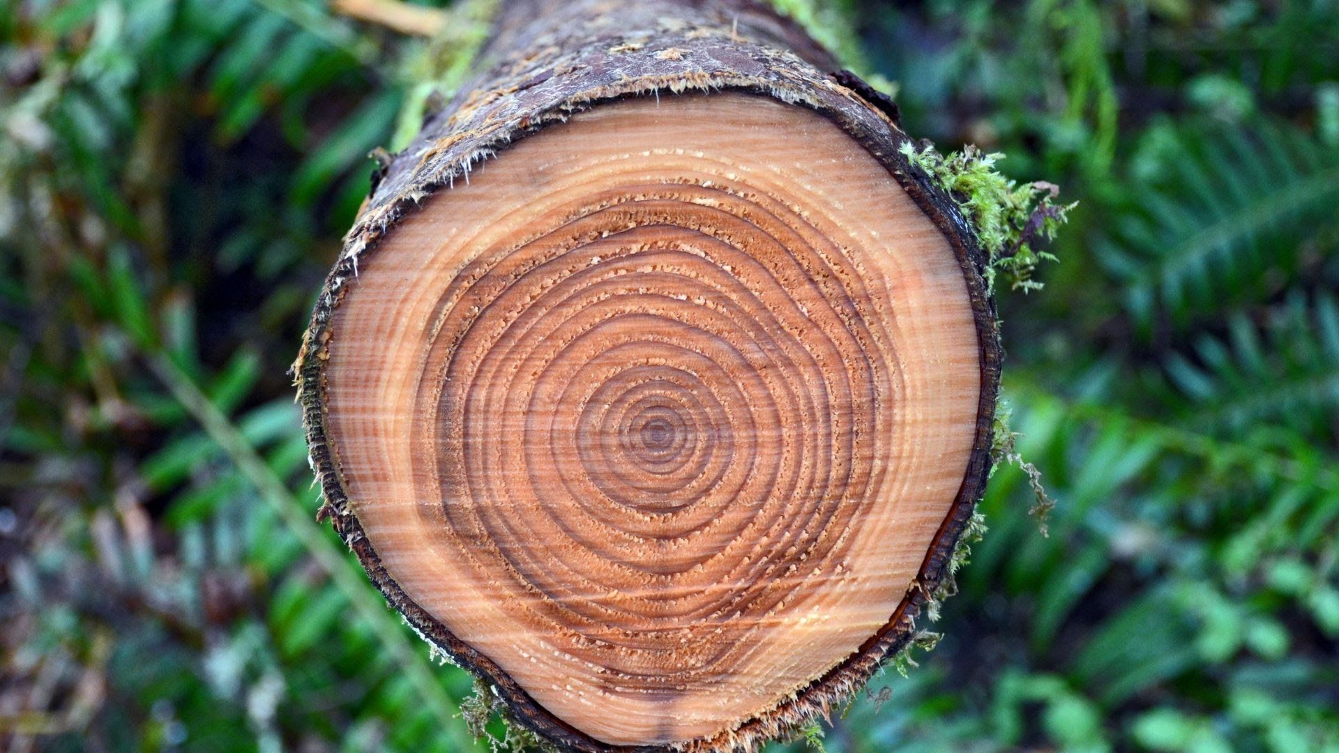 Estce qu’un arbre coupé repousse