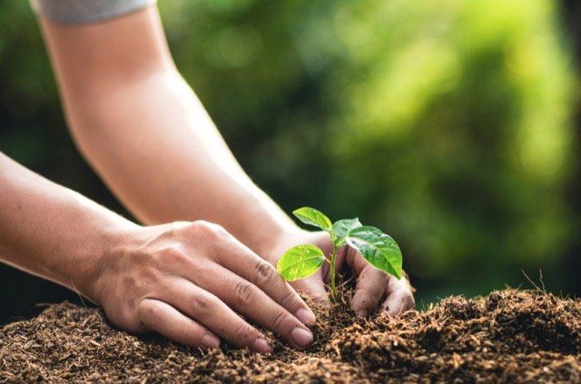 plantation tree sainte dorothee