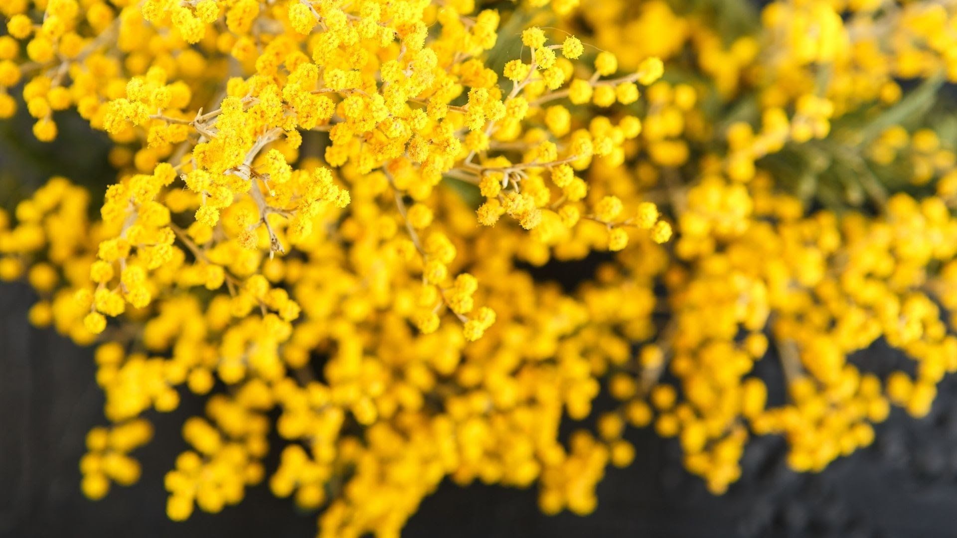 des abres qui poussent vite laval qc
