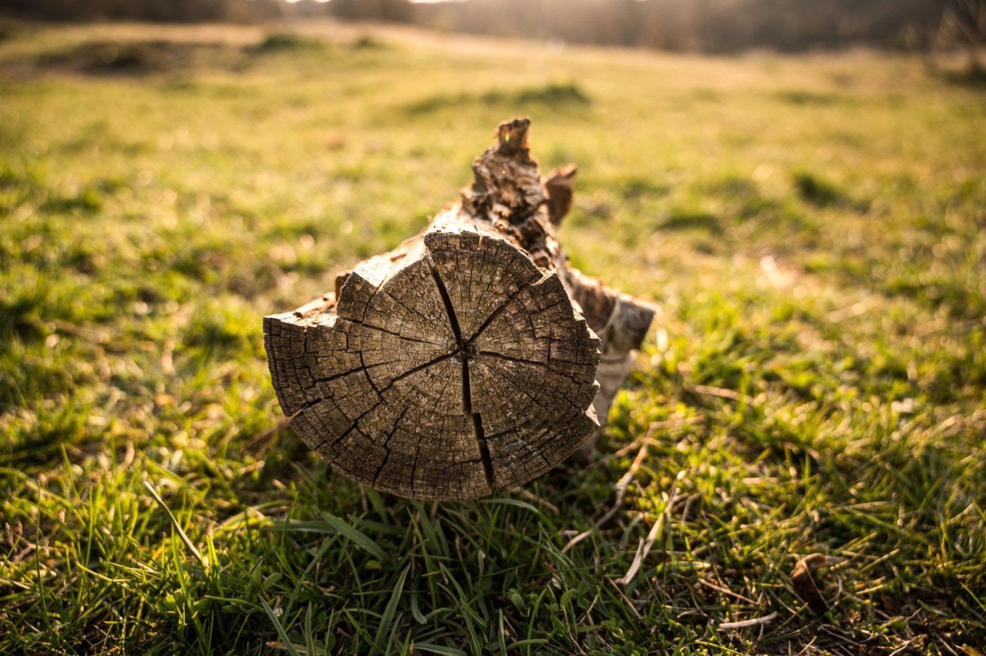 un arbre coupé laval qc