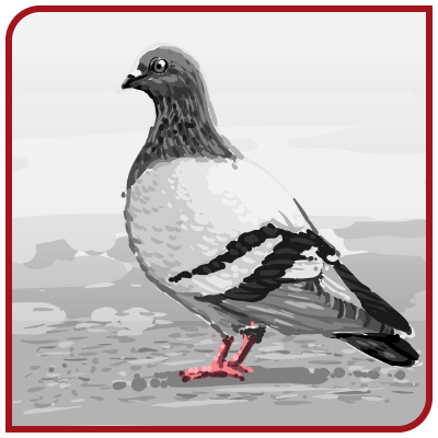 Un dessin en noir et blanc d'un pigeon debout sur le sol.
