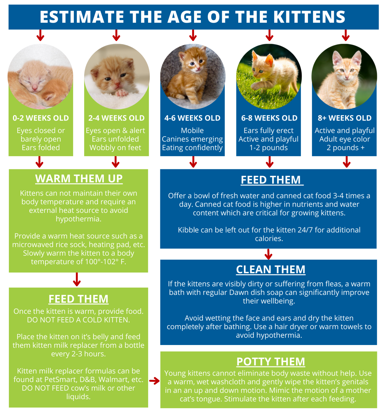 A diagram showing how to estimate the age of the kittens