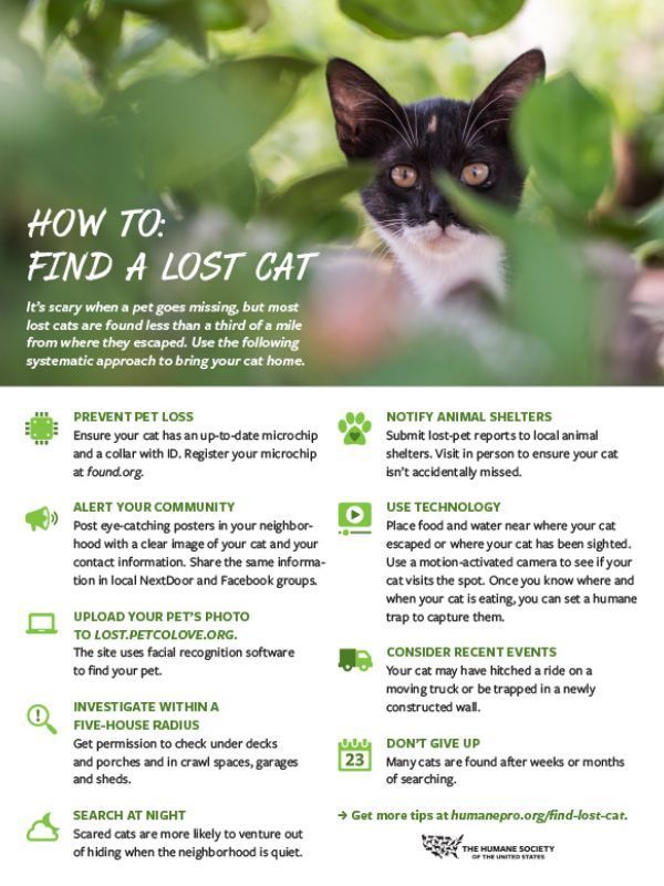 A flyer about how to find a lost cat.