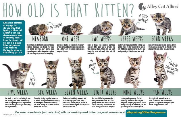 A poster that says how old is that kitten