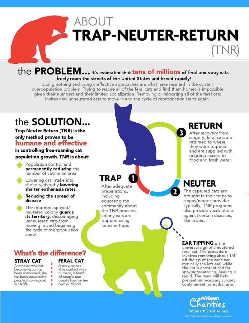 A poster about trap-neuter-return with a cat on it