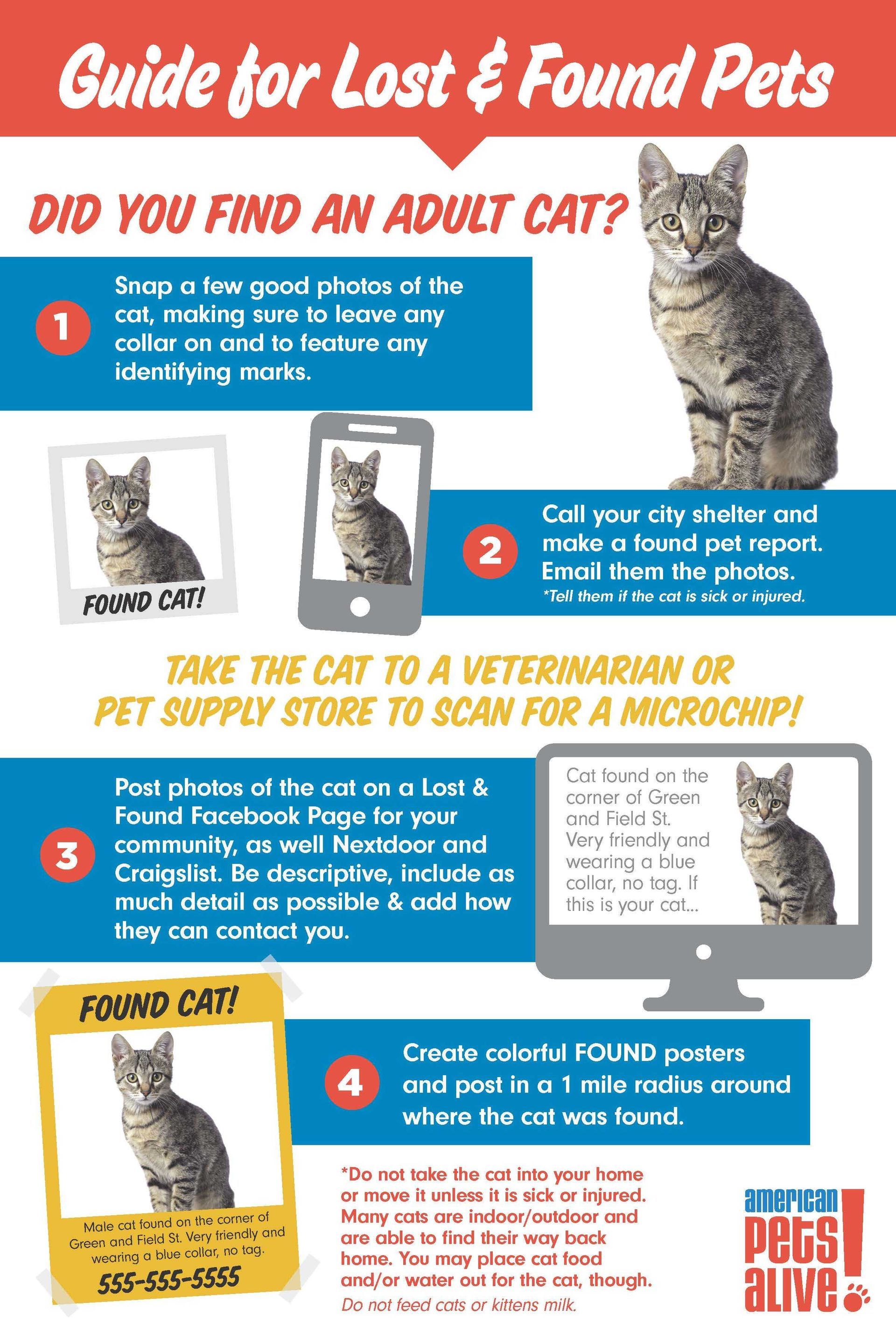 A guide for lost and found pets did you find an adult cat ?