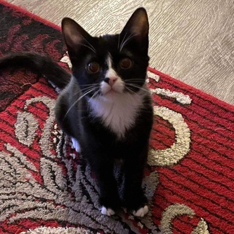 A black and white cat is sitting on a red rug.