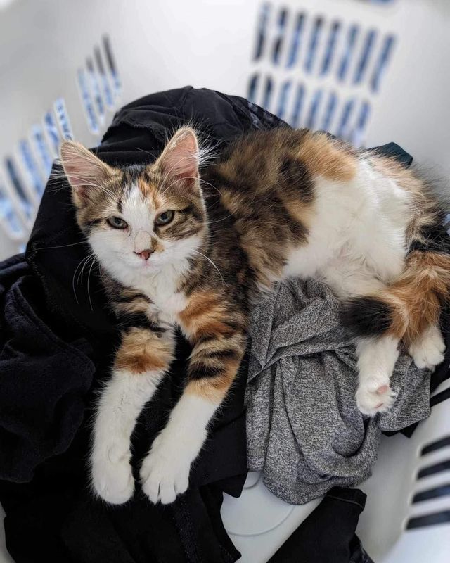Two cats are sitting on top of a pile of clothes in a laundry basket.