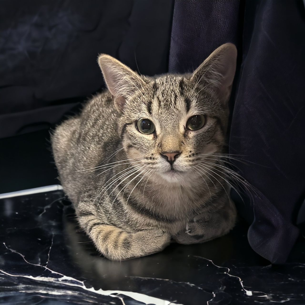 A cat is laying on a marble surface and looking at the camera