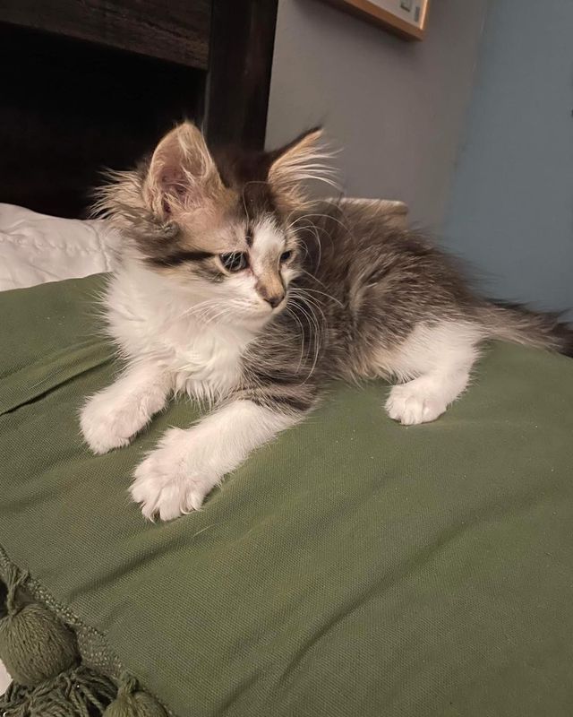 A kitten is laying on a green blanket on a bed.