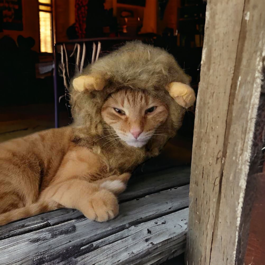 A cat wearing a lion costume is laying on a window sill