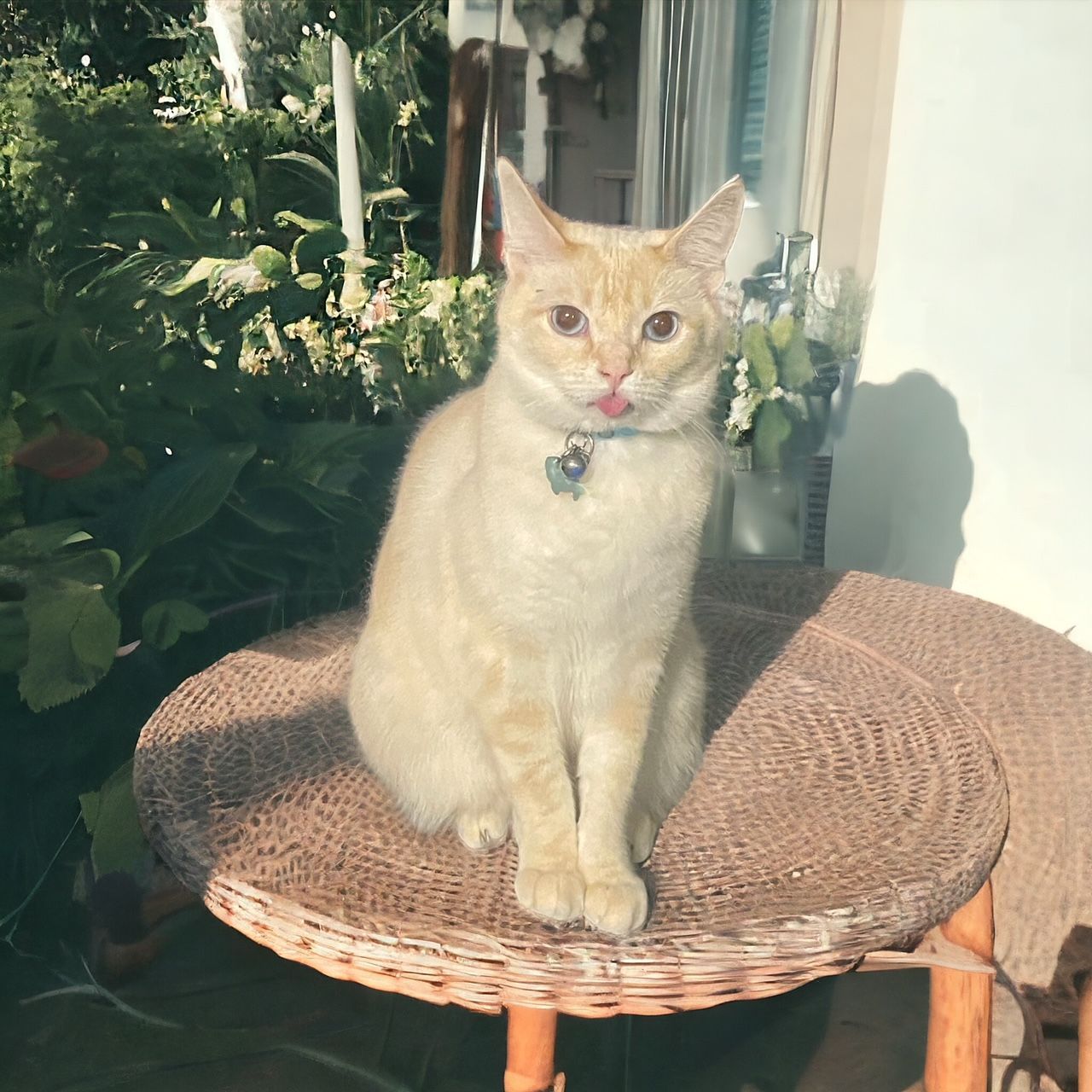 A cat sitting on a wicker table with its tongue out