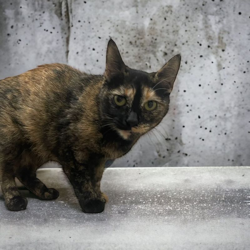A cat standing on a concrete surface looking at the camera