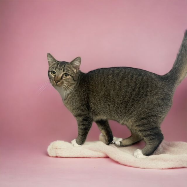 A cat is standing on a pink surface looking at the camera