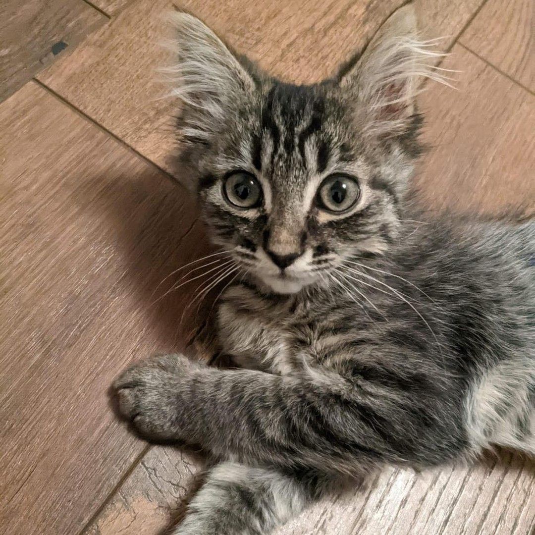 A kitten is laying on a wooden floor and looking at the camera.