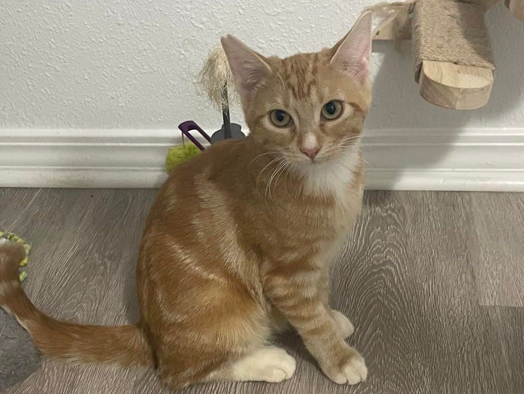 An orange and white kitten is sitting on the floor next to a stuffed animal.
