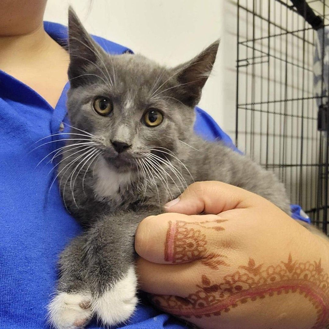 A woman is holding a gray and white kitten in her arms
