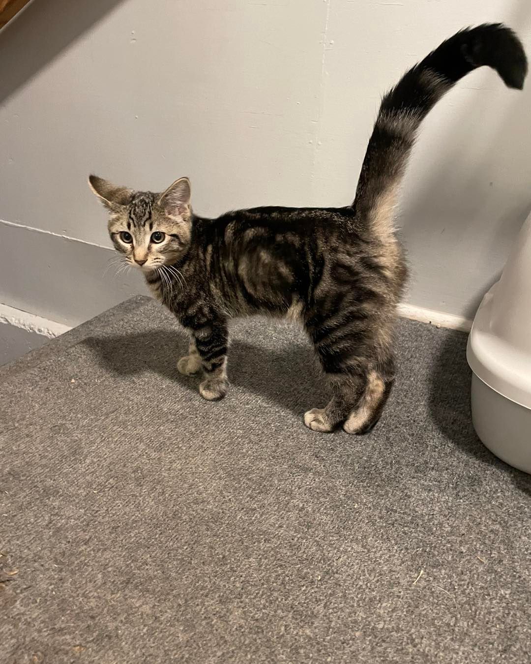 A cat is standing on a carpet next to a litter box.