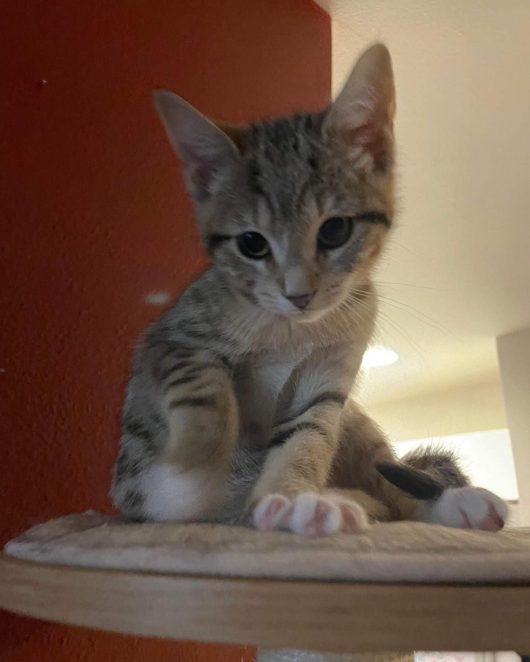 A kitten is sitting on top of a wooden table.