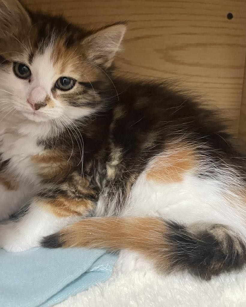 Two calico kittens are laying next to each other on a bed.