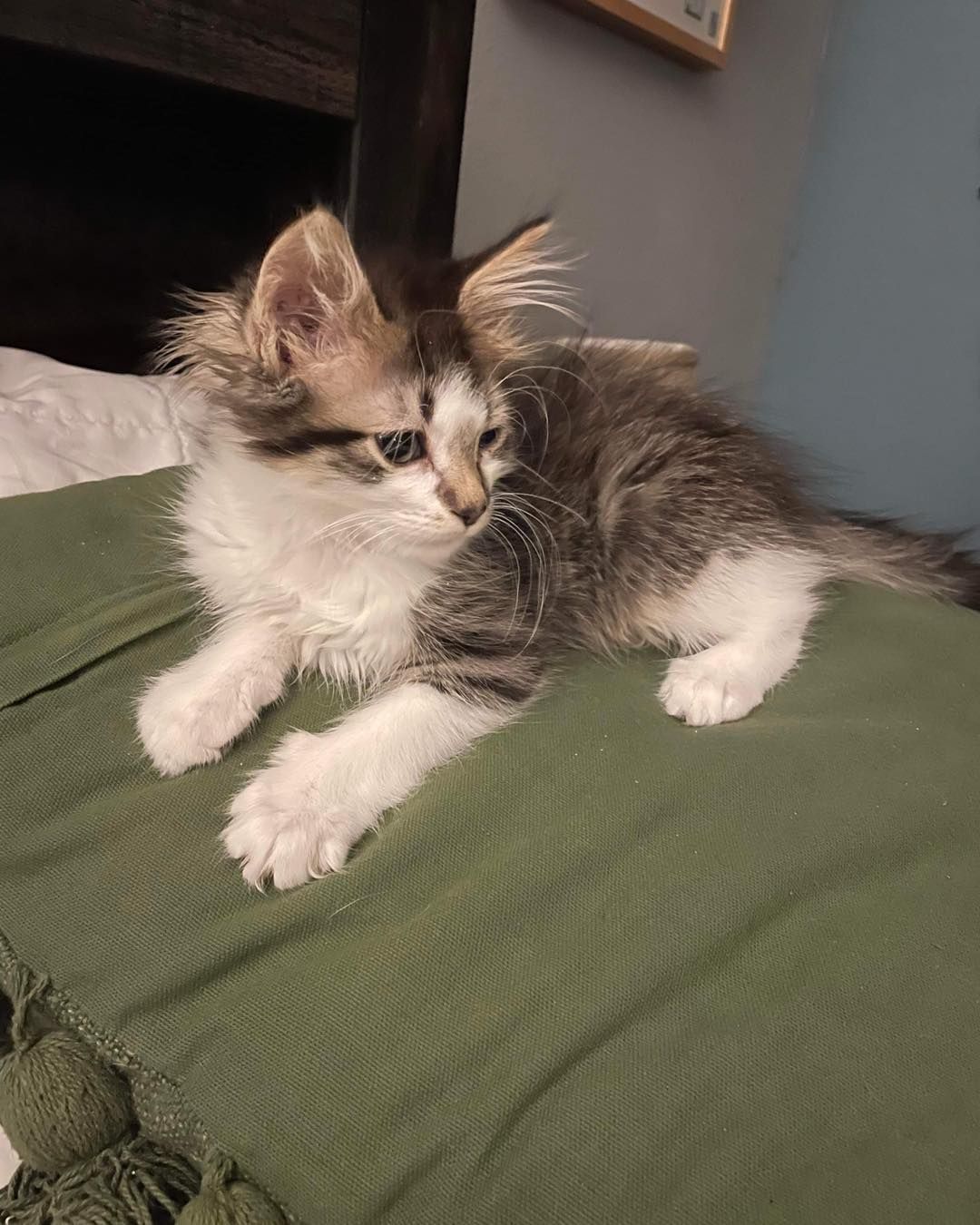 A kitten is laying on a green blanket on a bed.