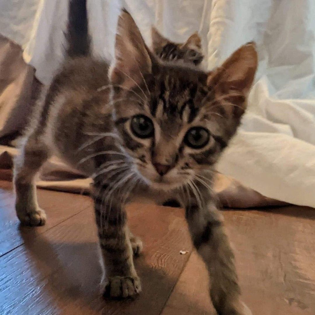 A kitten standing on a wooden floor looking at the camera