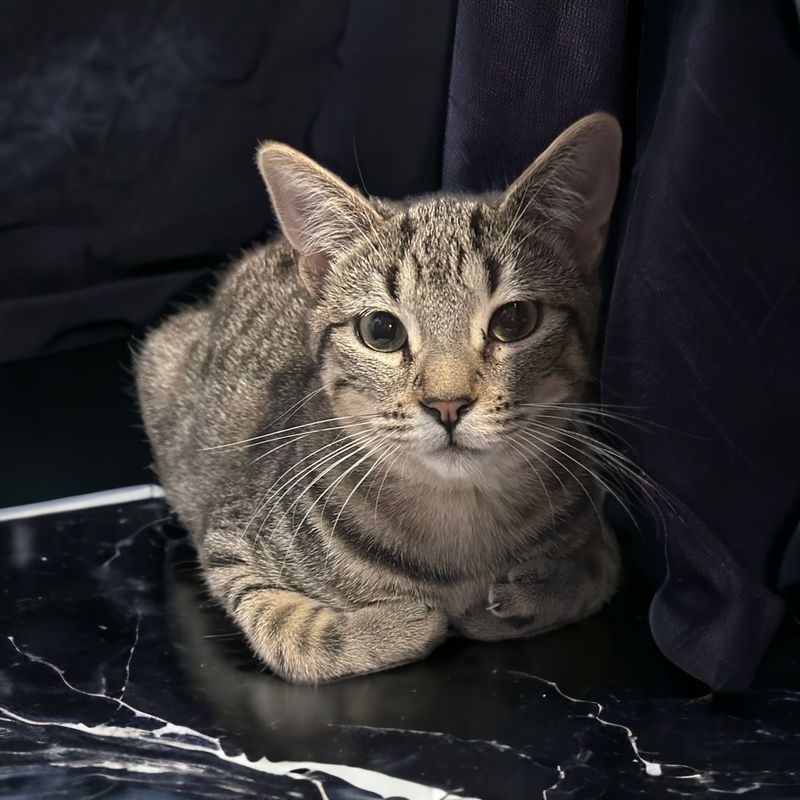 A cat laying on a marble surface looking at the camera