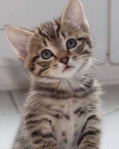 A close up of a kitten looking at the camera.