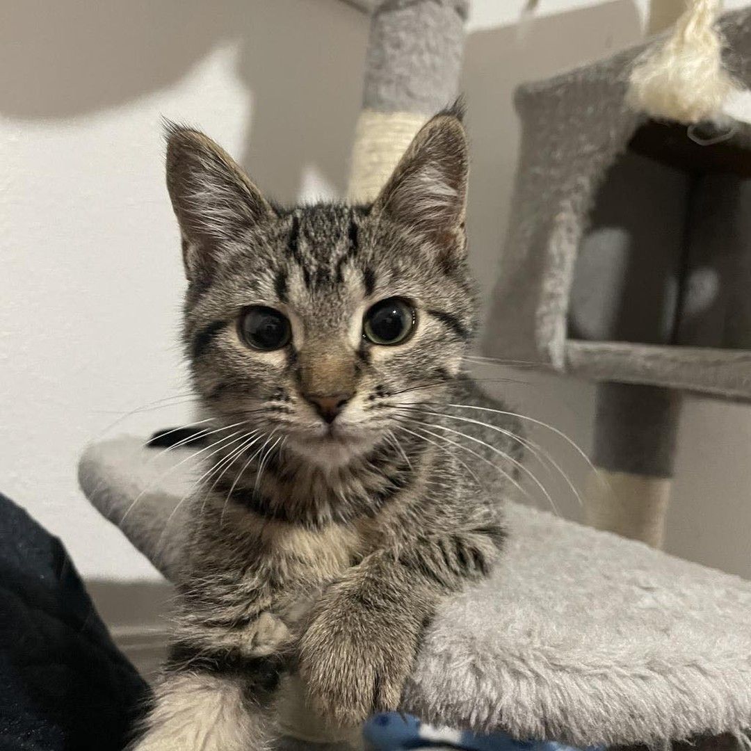 A kitten is sitting on top of a cat tree looking at the camera.