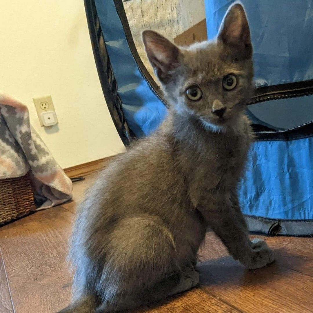 A gray kitten is sitting on a wooden floor next to a blue tent.