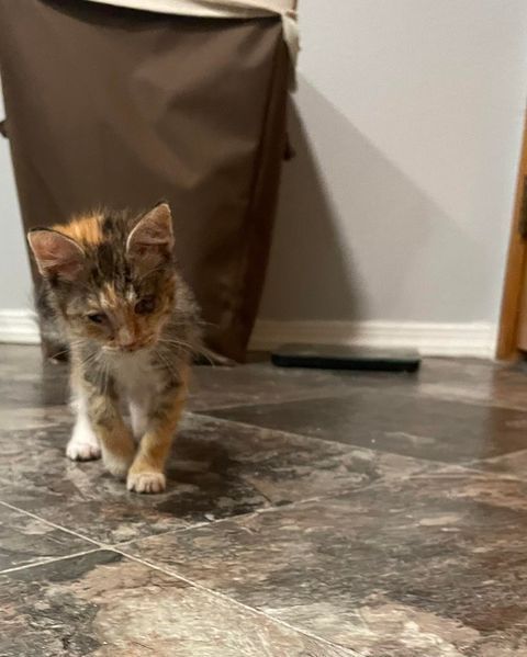 A calico kitten is walking on a tiled floor next to a laundry basket.